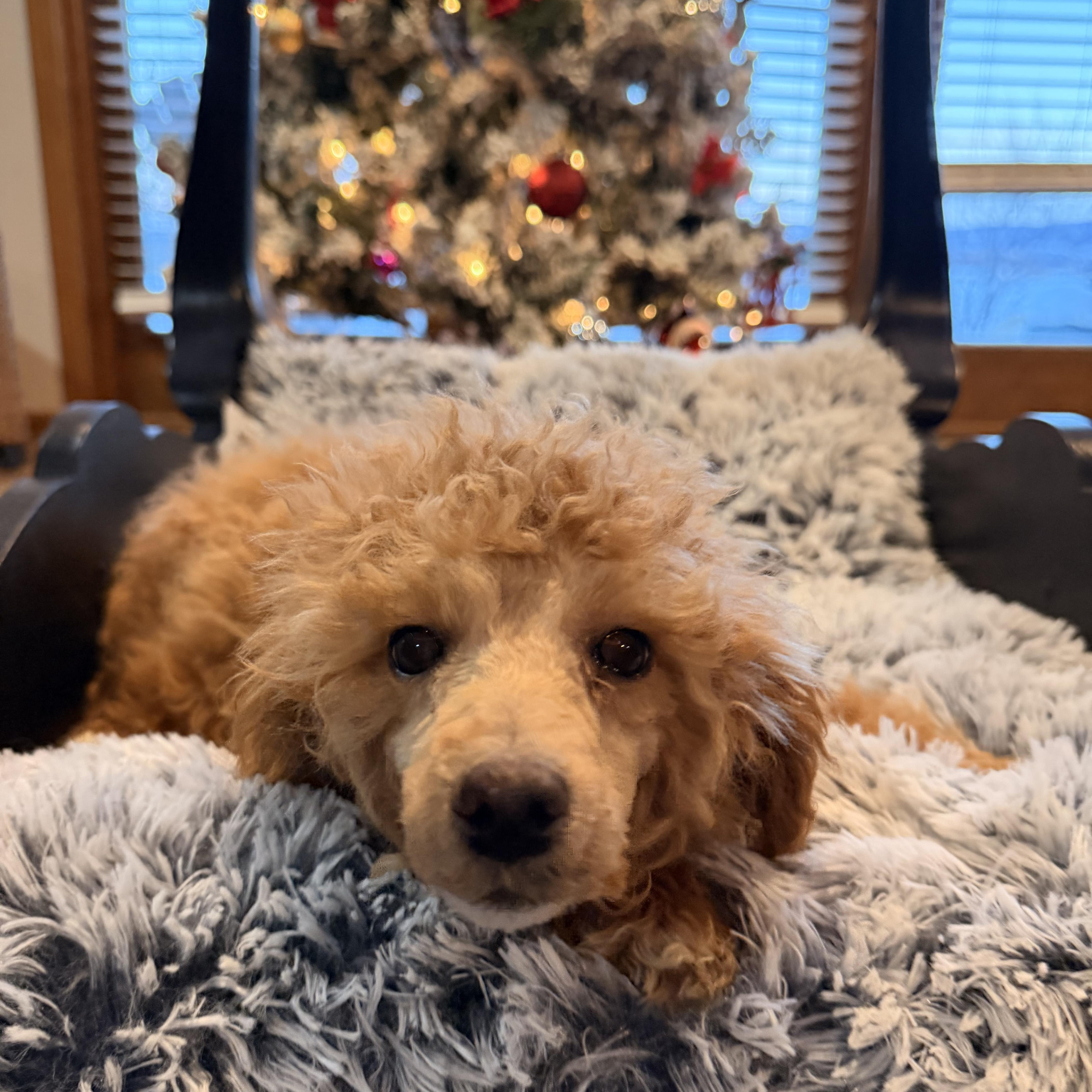 Enlarge Coal, a ADOPTABLE mixed breed in North Freedom, WI image 2/3