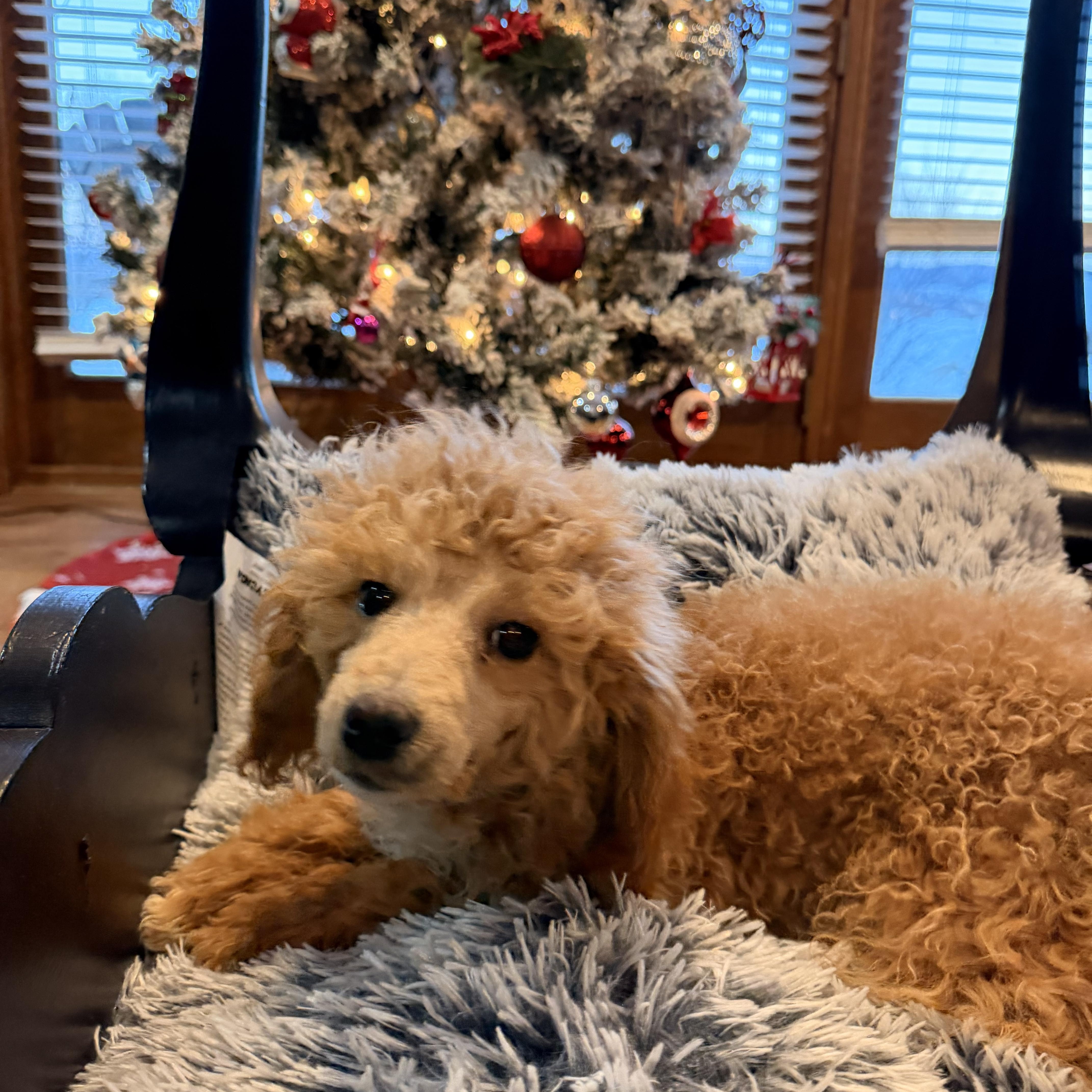 Coal, ADOPTABLE, Puppy Male Miniature Poodle & Goldendoodle.