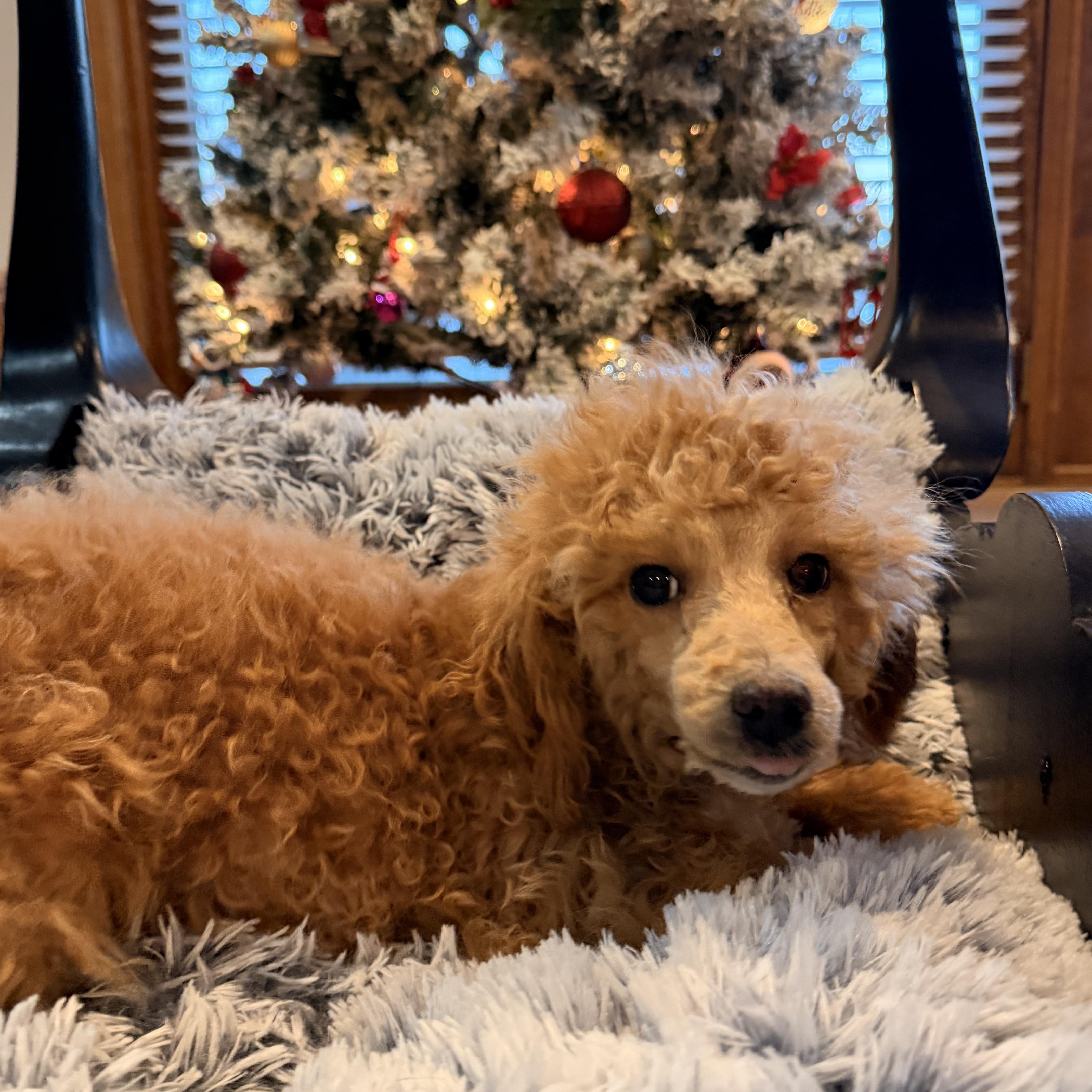 Enlarge Coal, a ADOPTABLE mixed breed in North Freedom, WI image 3/3