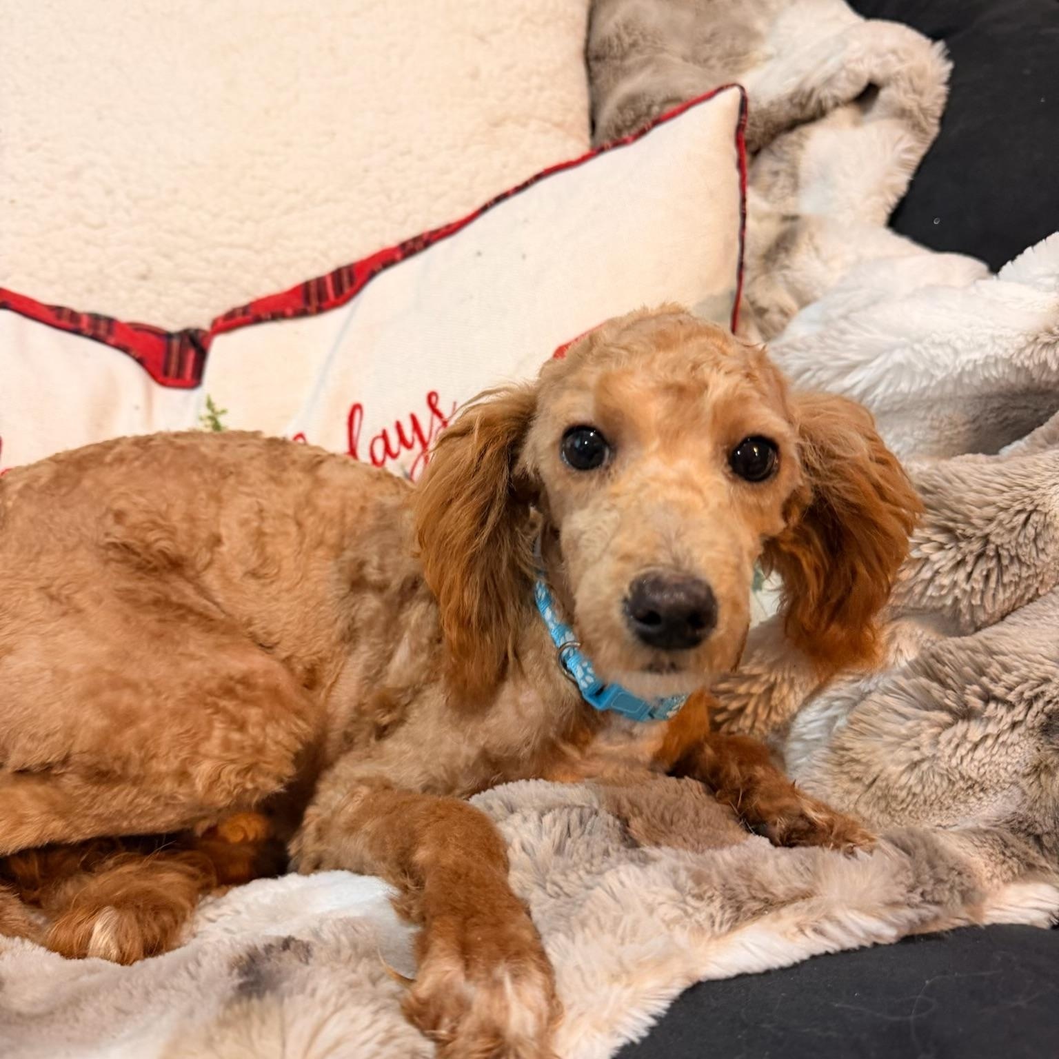 Enlarge Coal, an adopted mixed breed in North Freedom, WI image 1/2