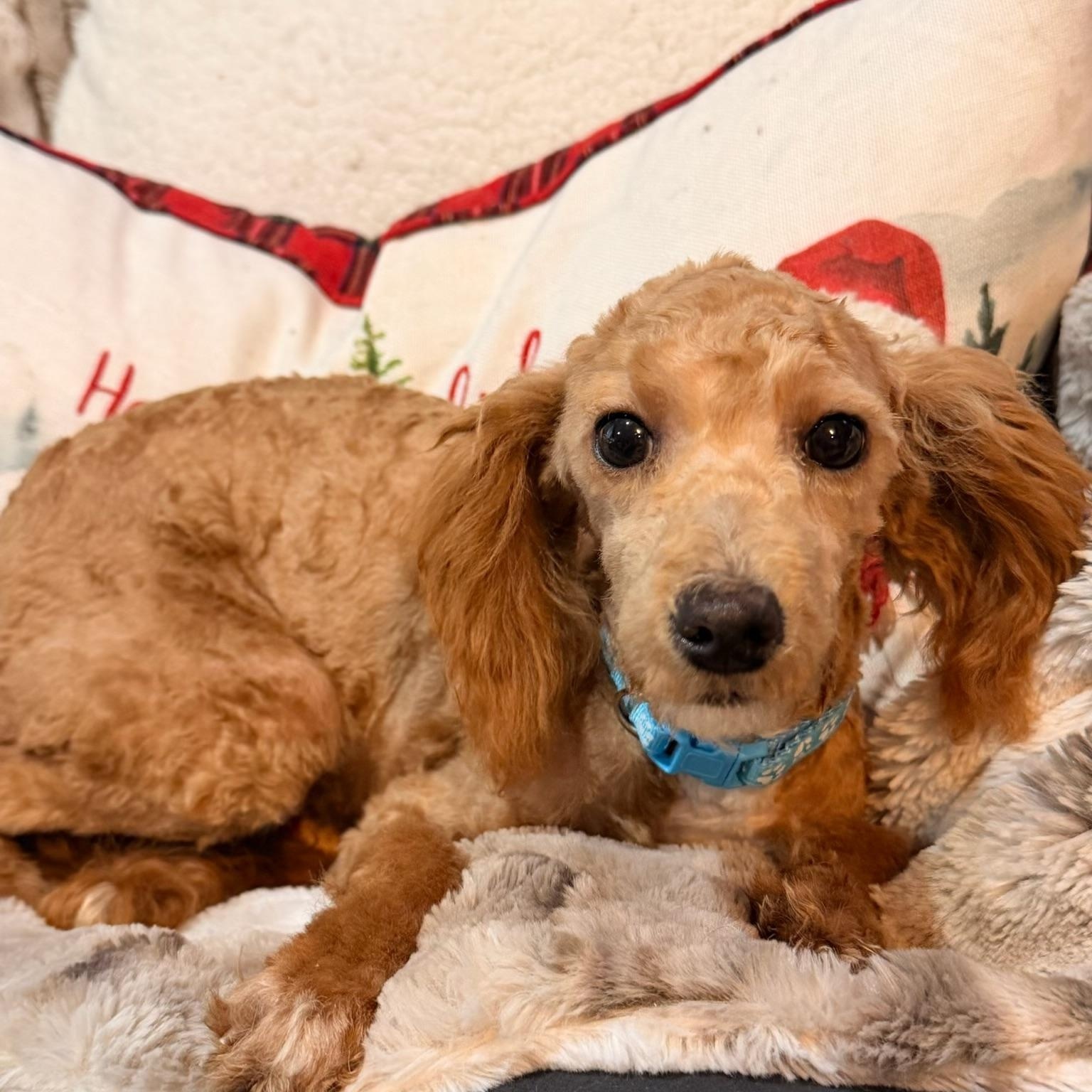 Enlarge Coal, an adopted mixed breed in North Freedom, WI image 2/2