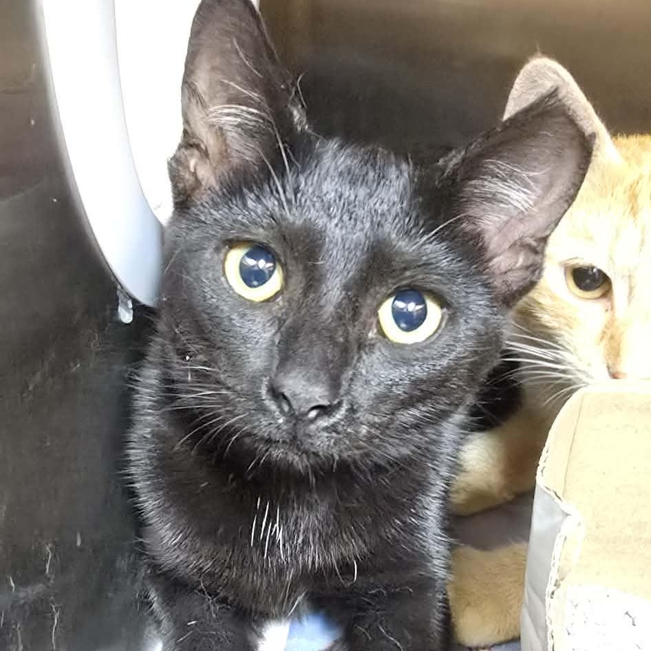 Darlene, Adopted, Kitten Female Domestic Short Hair.