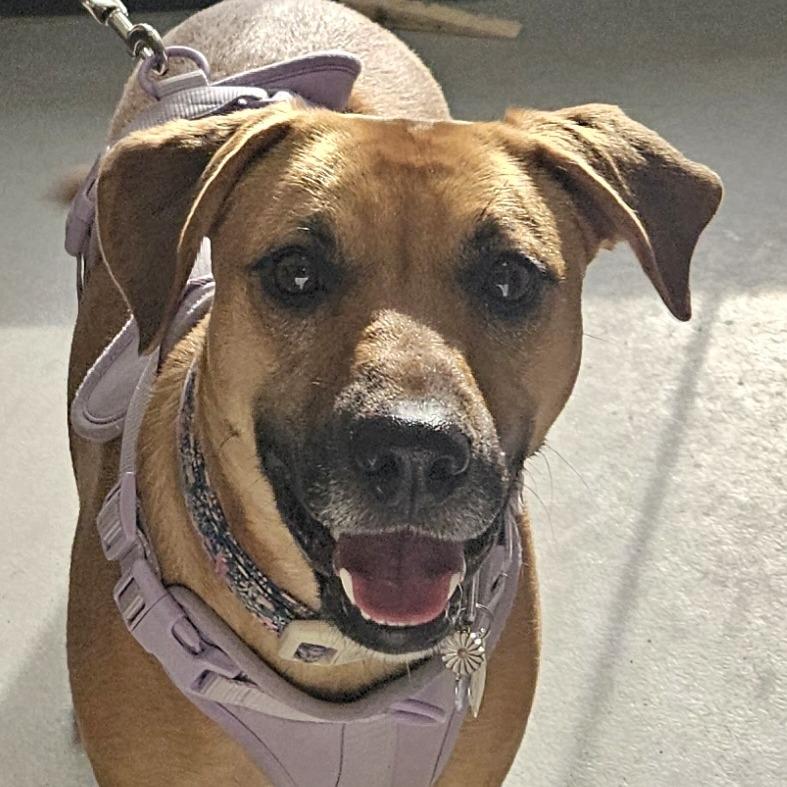 Molly, Adoptable, Adult Female Mixed Breed.