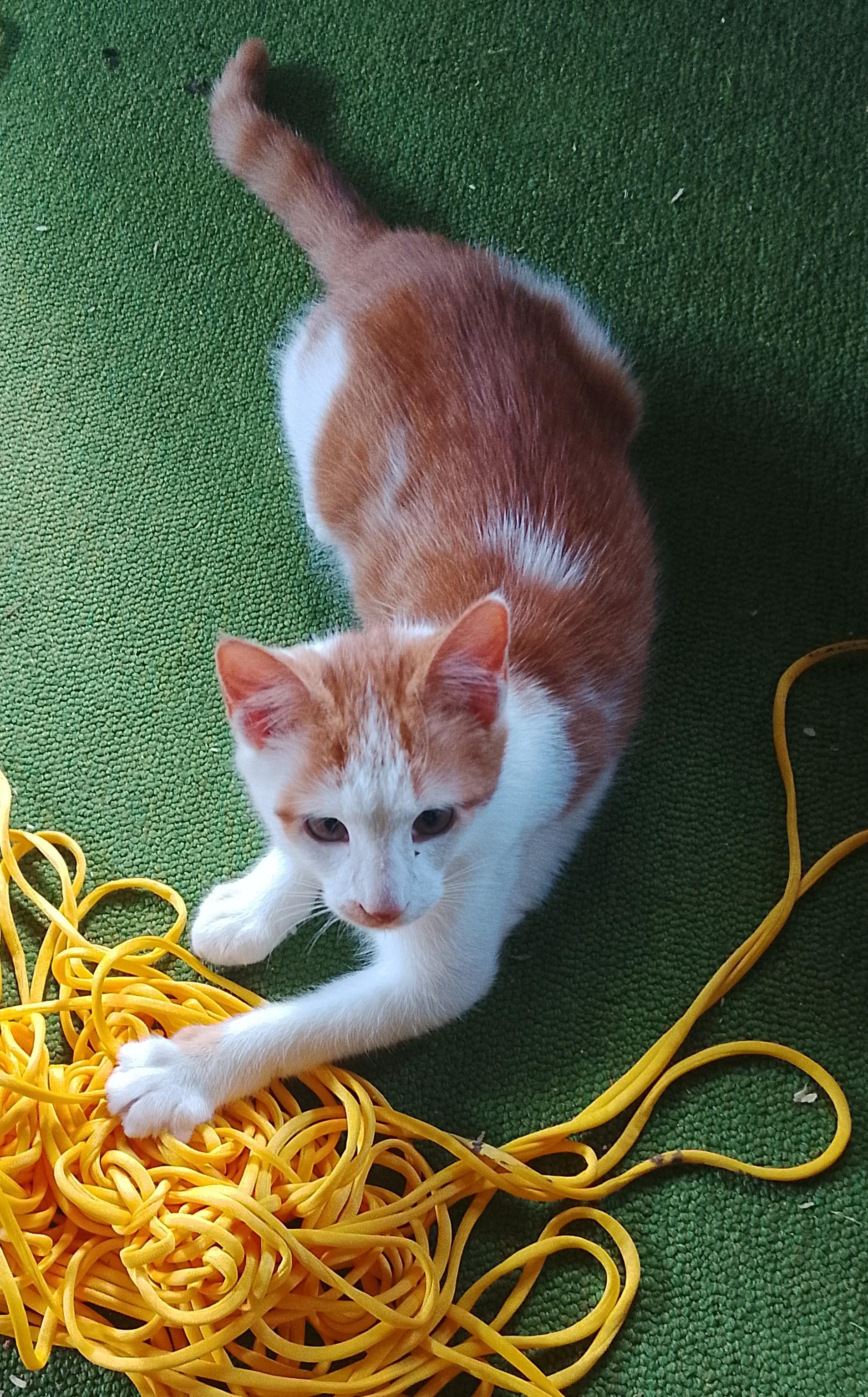 Orange Blossom 747, Adoptable, Kitten Male Domestic Short Hair.