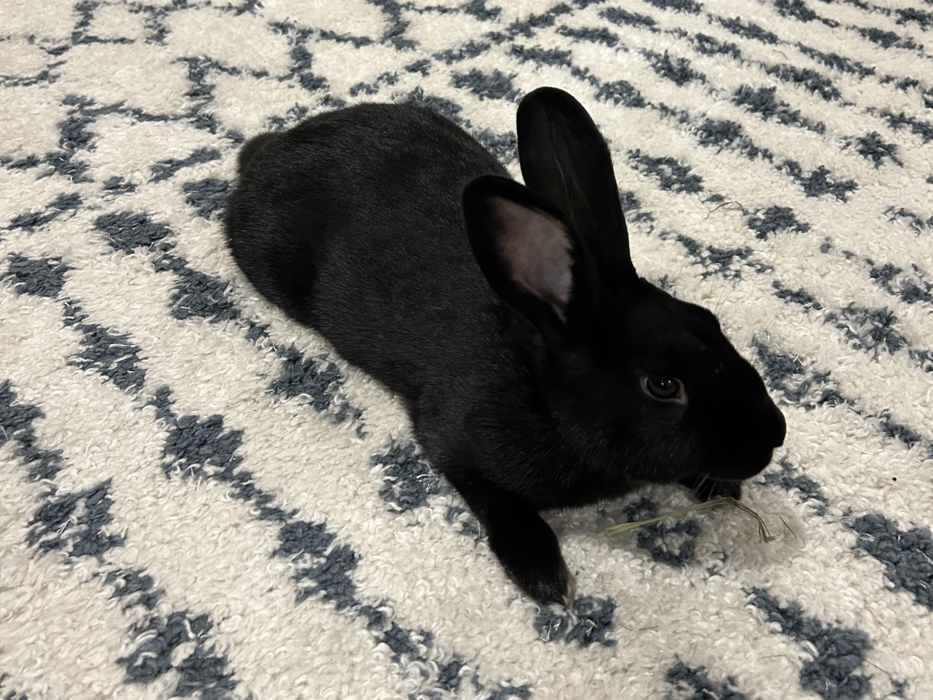 Enlarge Blackberry, an adoption pending American in Lee's Summit, MO image 3/4