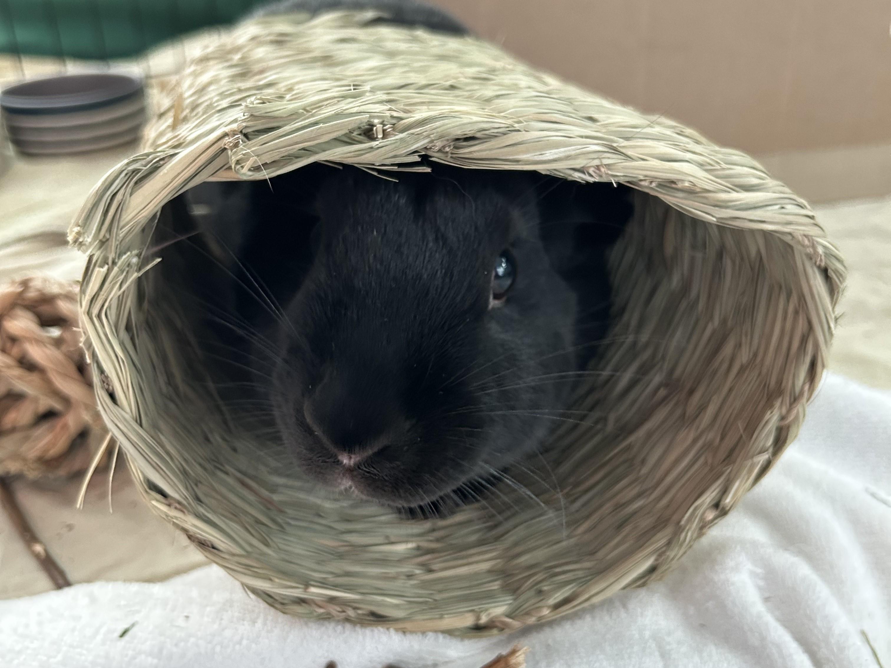 Enlarge Blackberry, an adoption pending American in Lee's Summit, MO image 2/4