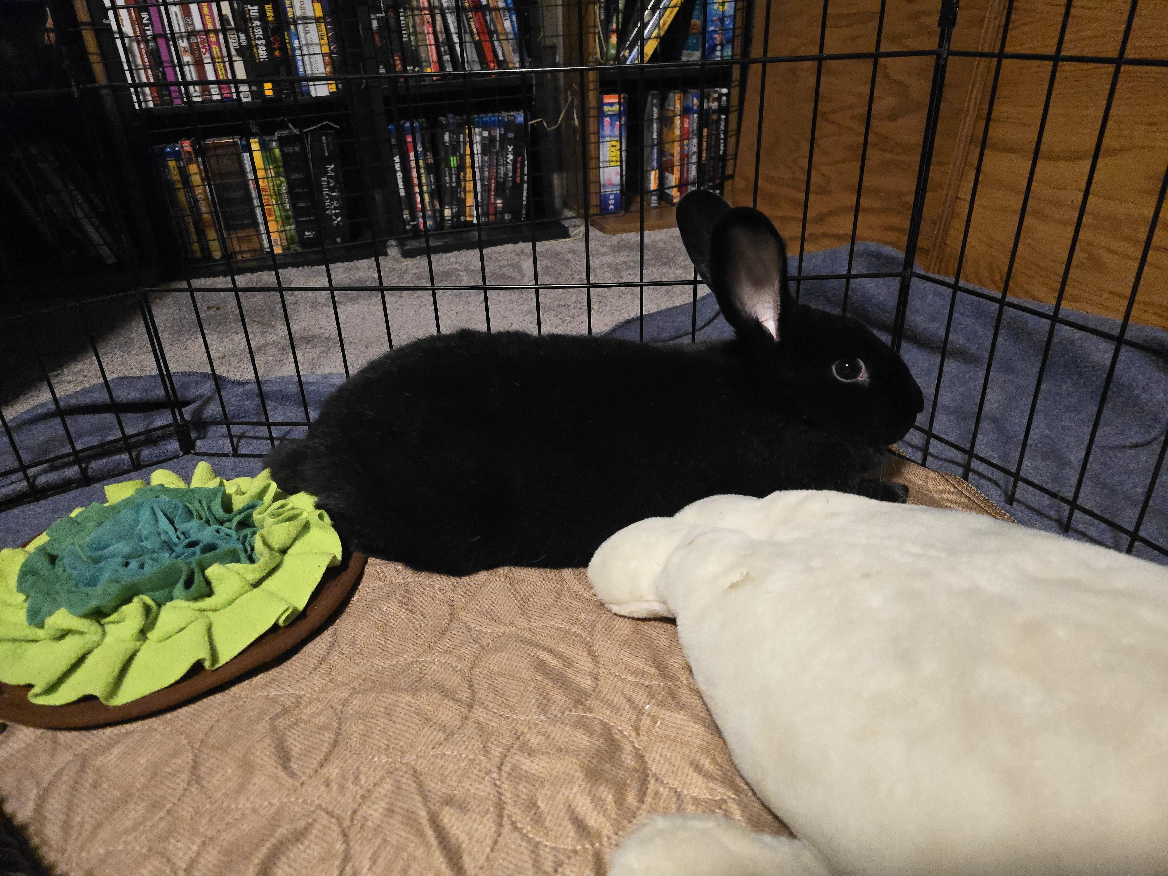 Enlarge Blackberry, an adoption pending American in Lee's Summit, MO image 4/4