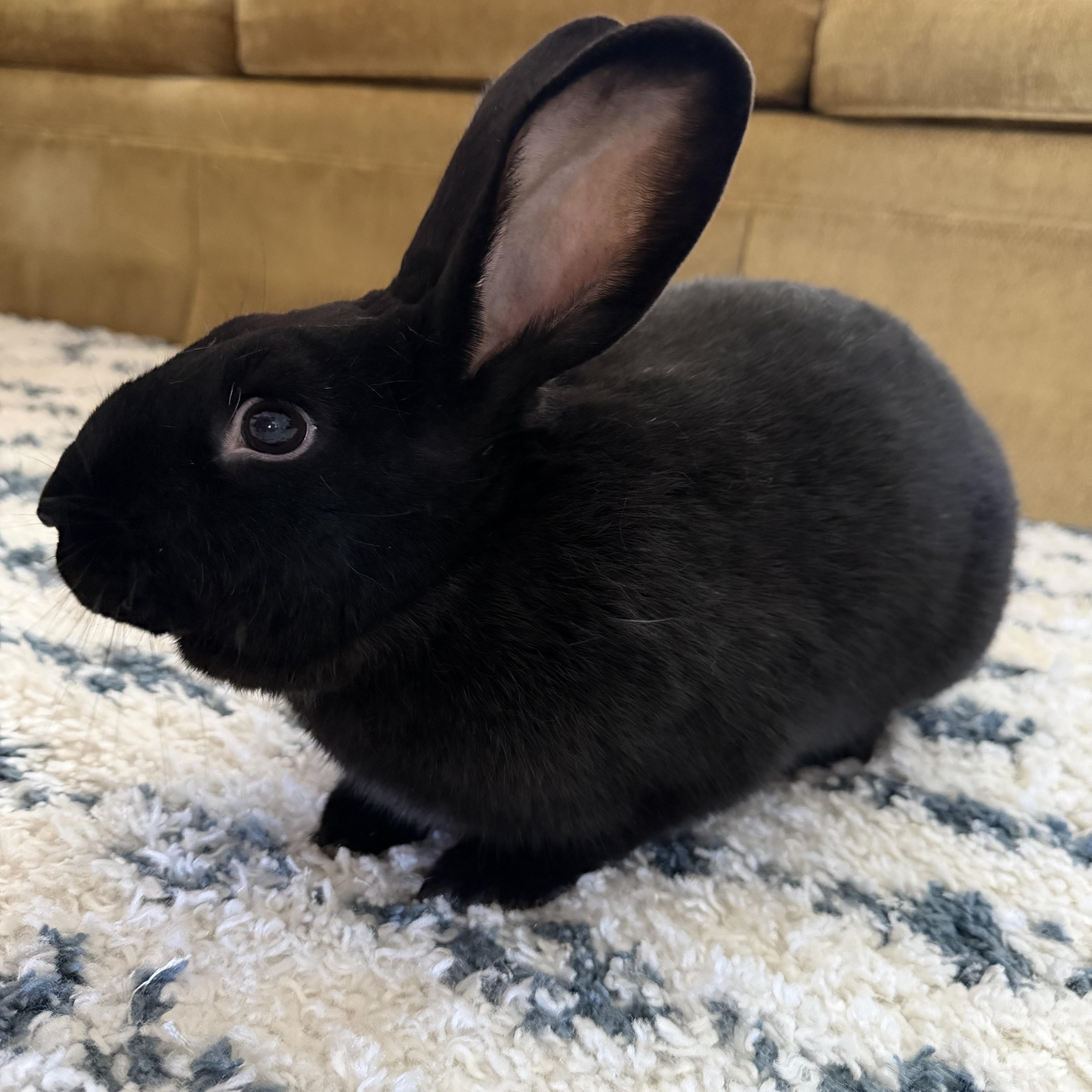 Enlarge Blackberry, an adoption pending American in Lee's Summit, MO image 1/4