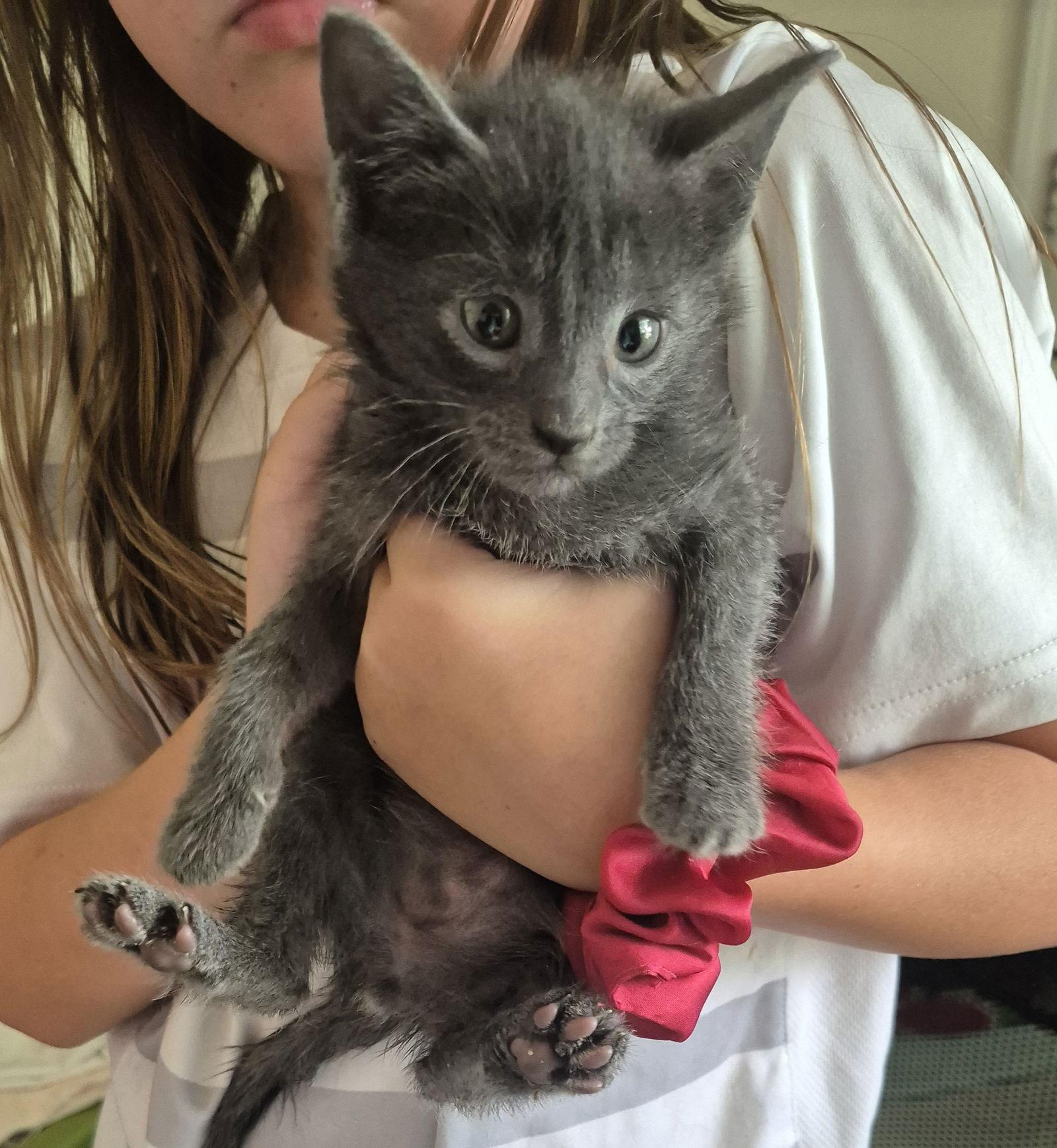 Chad, Adopted, Kitten Male Russian Blue.