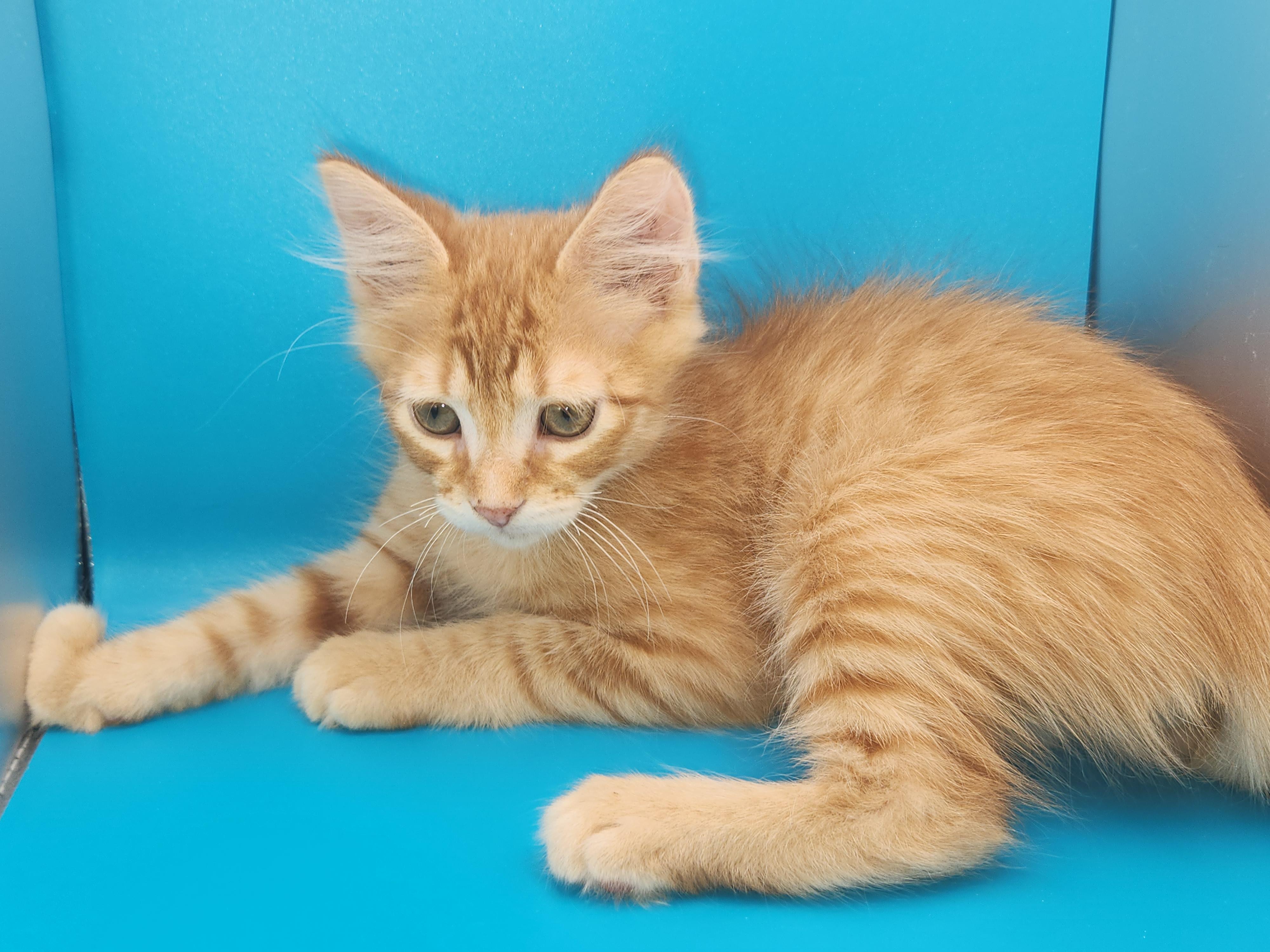 Doritos Locos Taco-Taking Applications Only