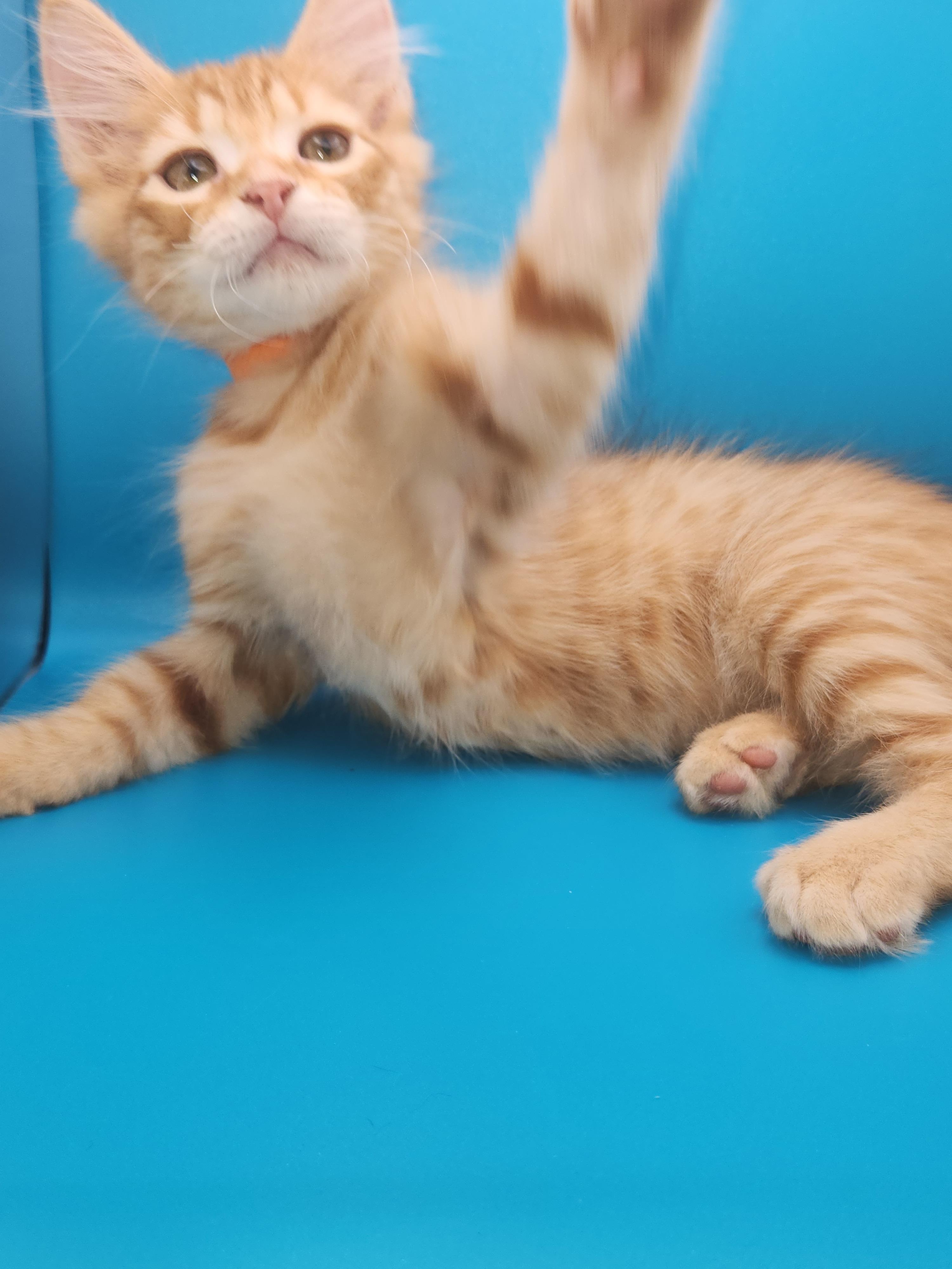 Doritos Locos Taco-Taking Applications Only