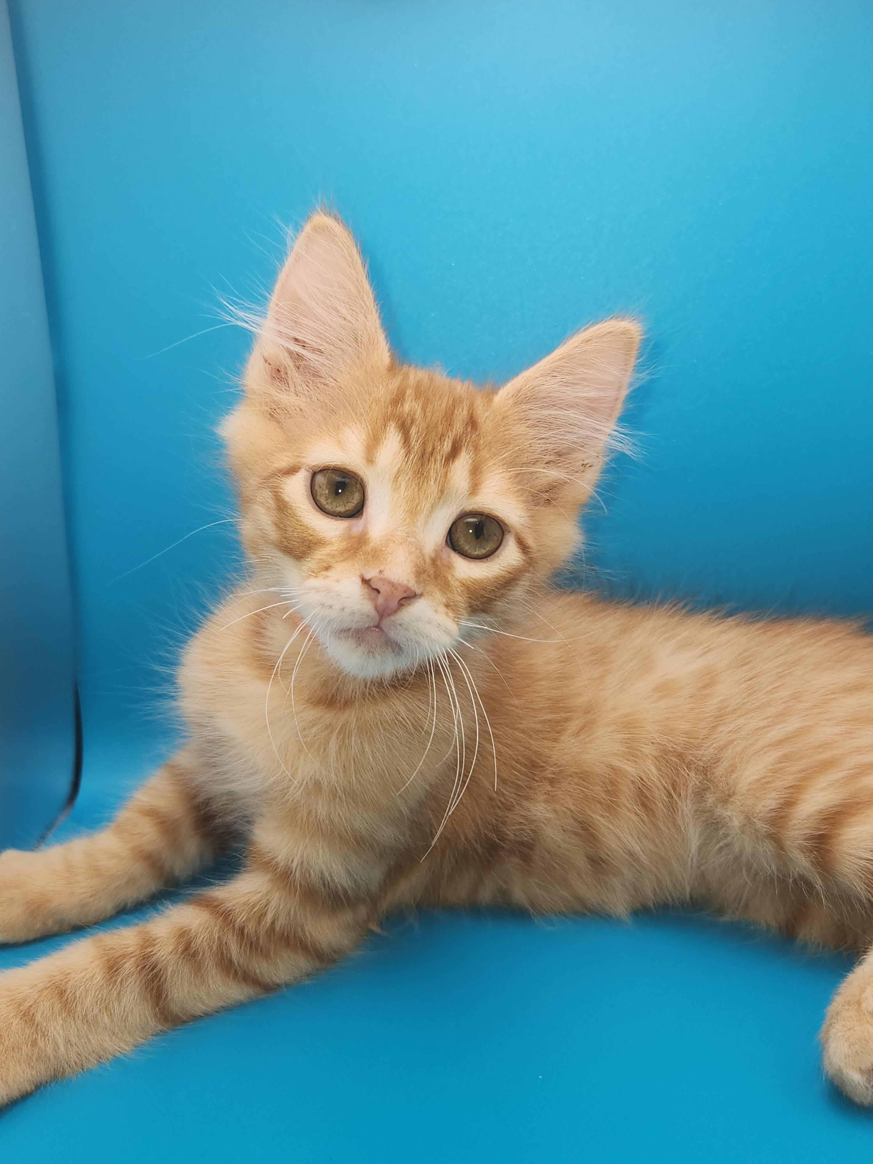 Doritos Locos Taco-Taking Applications Only