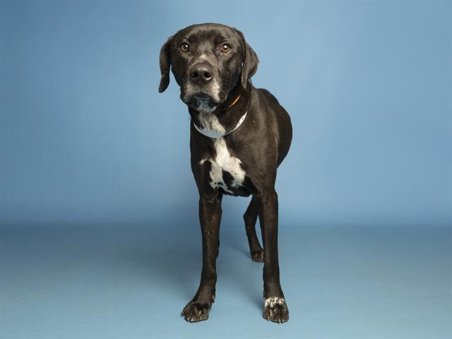 ROCKY, Adoptable, Young Male Labrador Retriever & Mixed Breed.