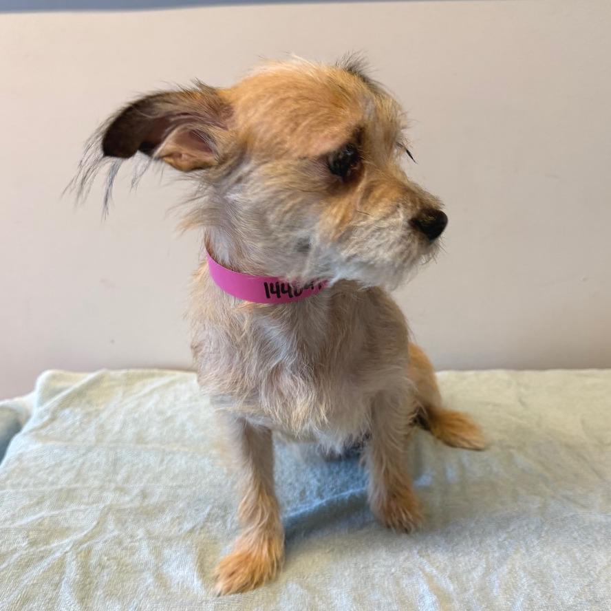 IVHS-Stray-144091, Adoptable, Adult Female Rat Terrier.