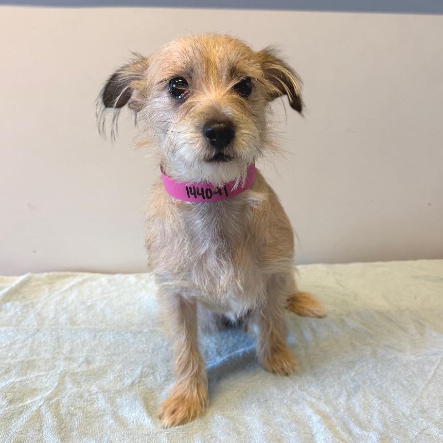 Enlarge IVHS-Stray-144091, a Adoptable Rat Terrier in San Gabriel, CA image 2/2