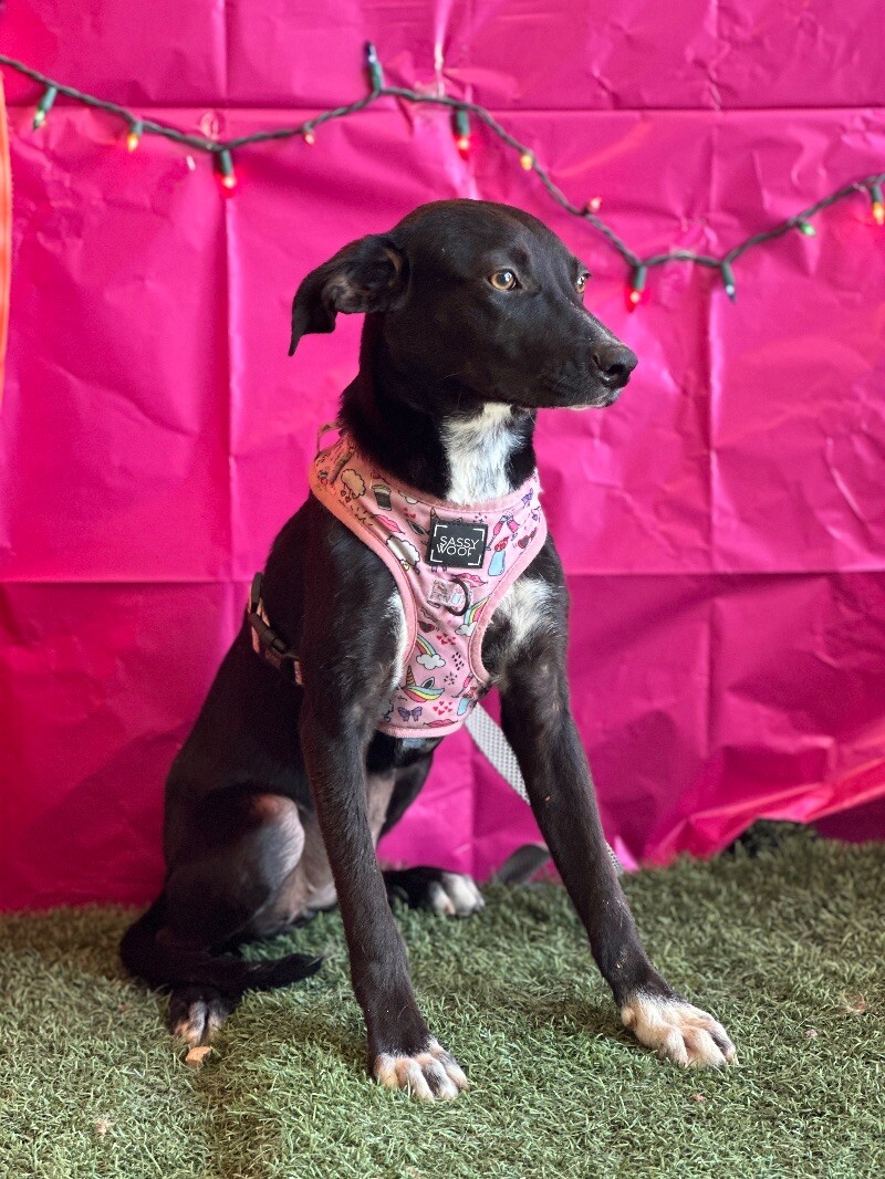 Dog for adoption Prieta, a Black Labrador Retriever Mix in Walnut