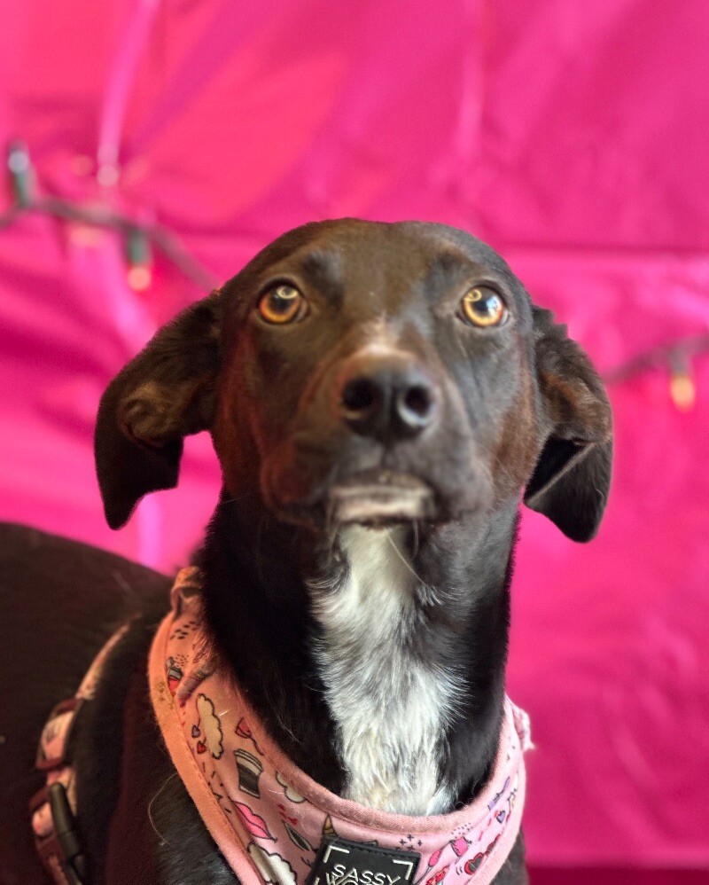 Dog for adoption Prieta, a Black Labrador Retriever Mix in Walnut