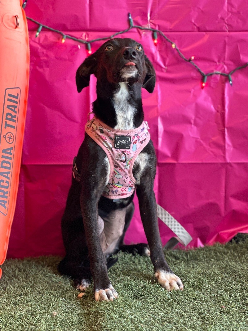 Dog for adoption Prieta, a Black Labrador Retriever Mix in Walnut