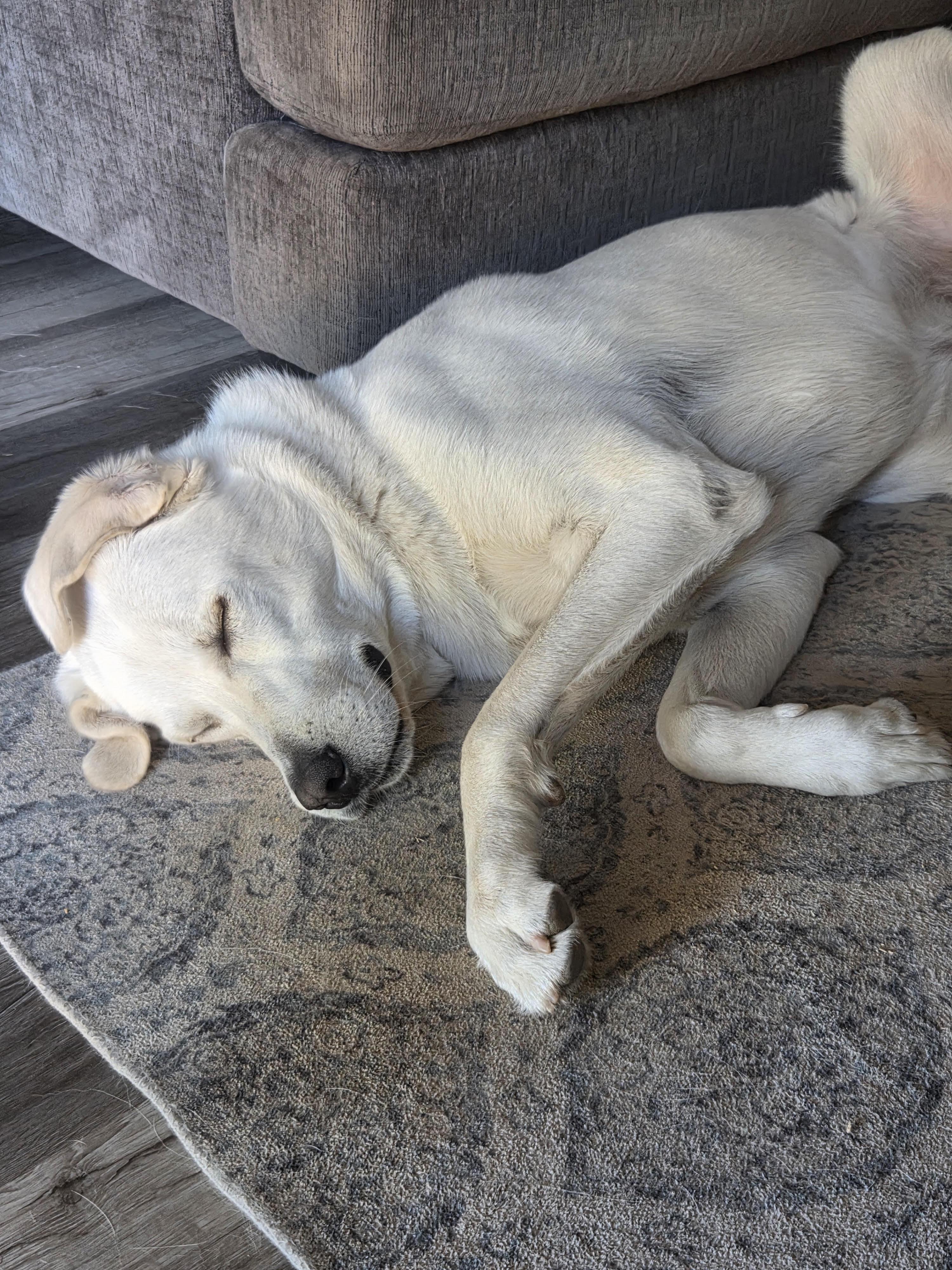Otis (Courtesy Post), a ADOPTABLE mixed breed in Redwood City, CA image 6/6