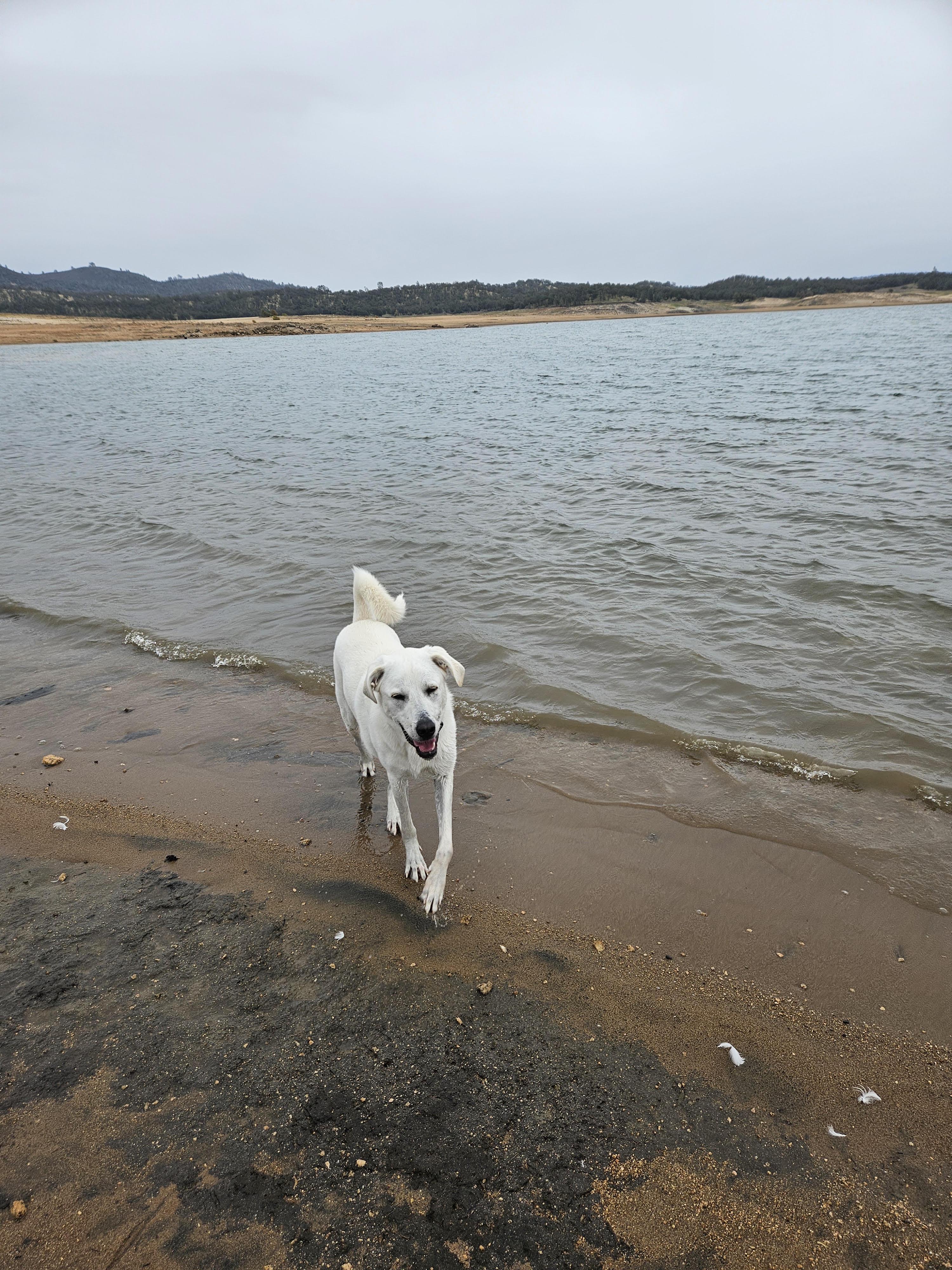 Otis (Courtesy Post), a ADOPTABLE mixed breed in Redwood City, CA image 5/6