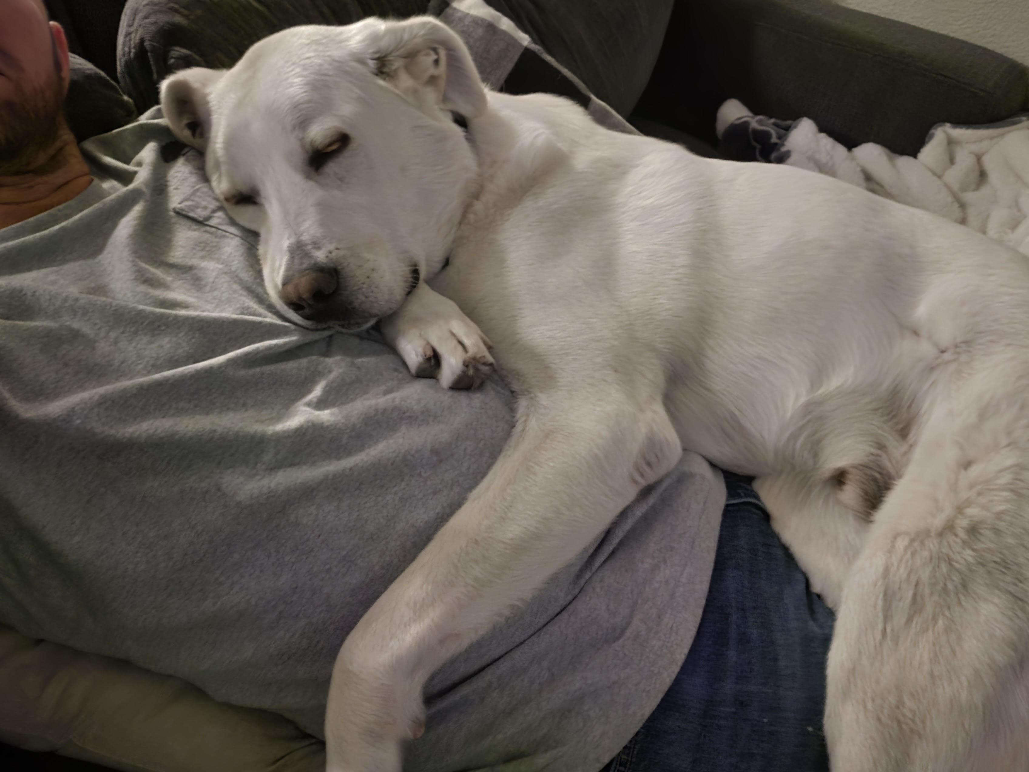 Otis (Courtesy Post), a ADOPTABLE mixed breed in Redwood City, CA image 2/6