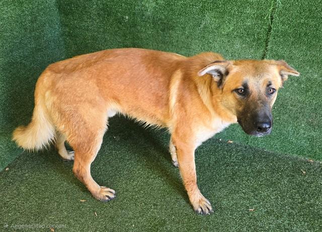 Enlarge TILLY, a Adoptable German Shepherd Dog in Lancaster, CA image 1/1