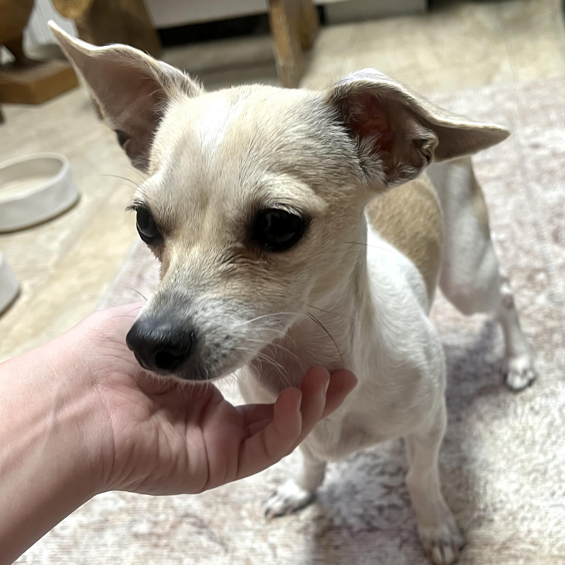 Cinnamon thumbnail 2