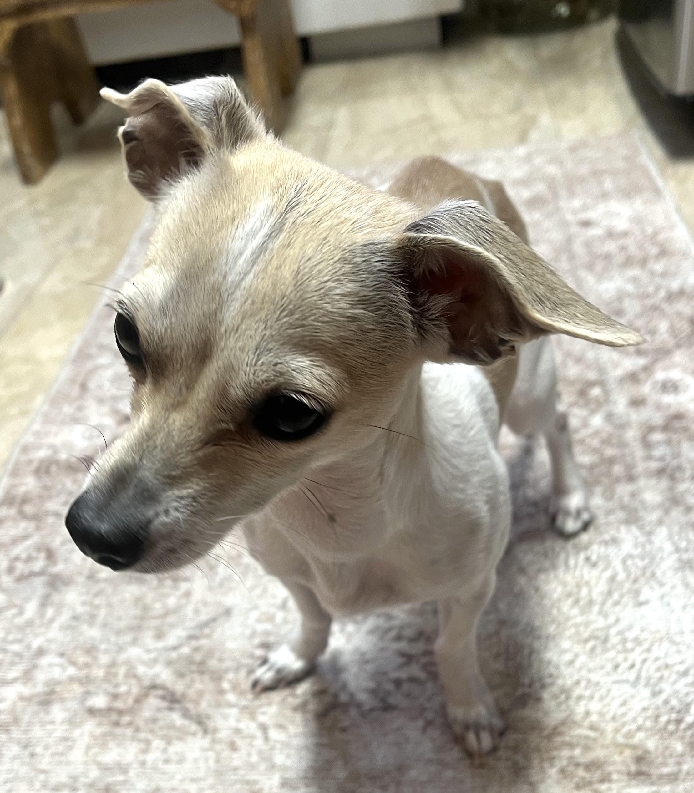 Cinnamon thumbnail 4