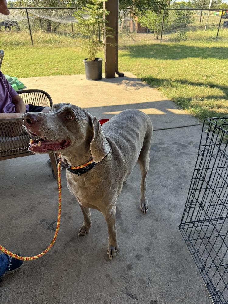 Beau, Adoptable, Senior Male Weimaraner.