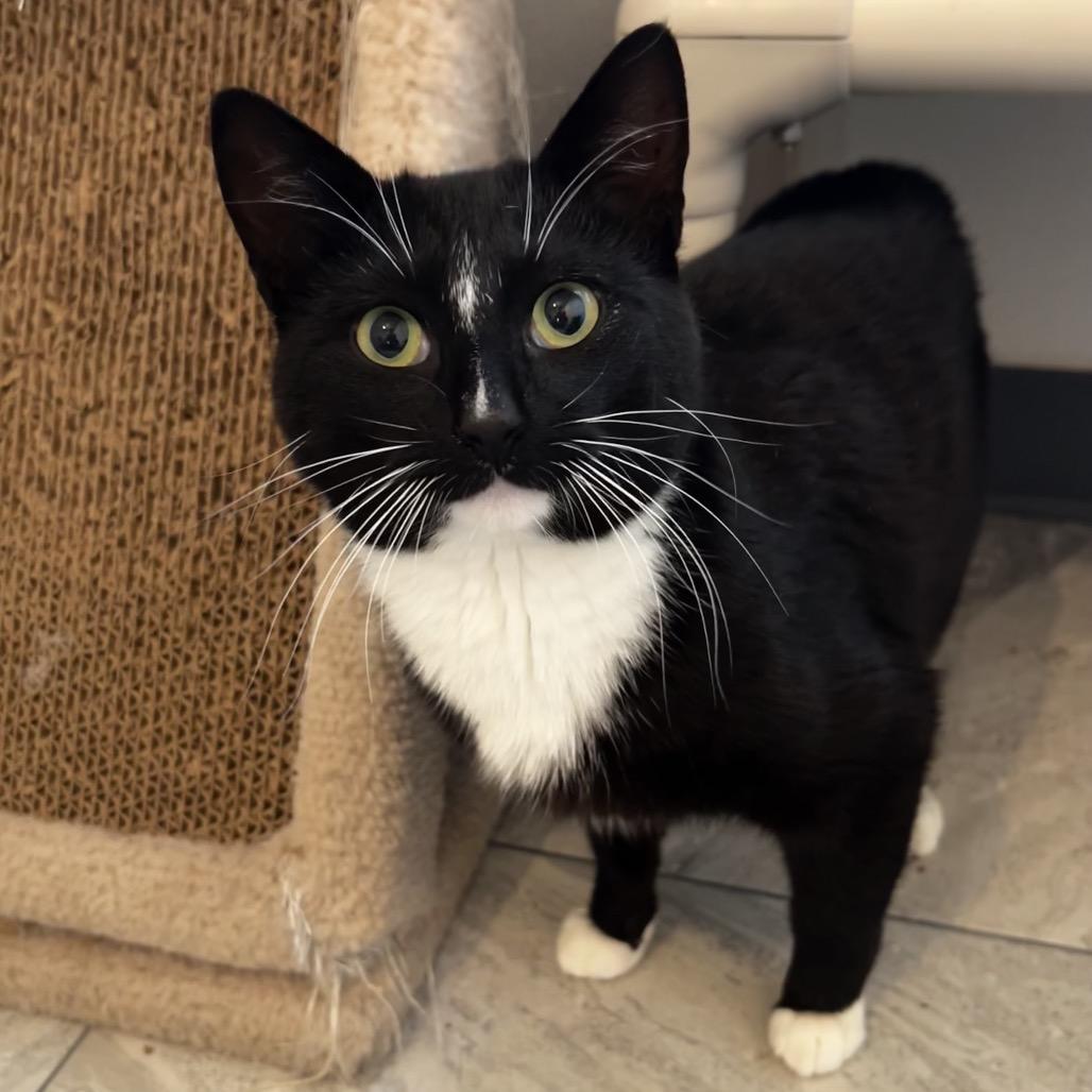 Eogan, Adoptable, Young Male Domestic Short Hair.
