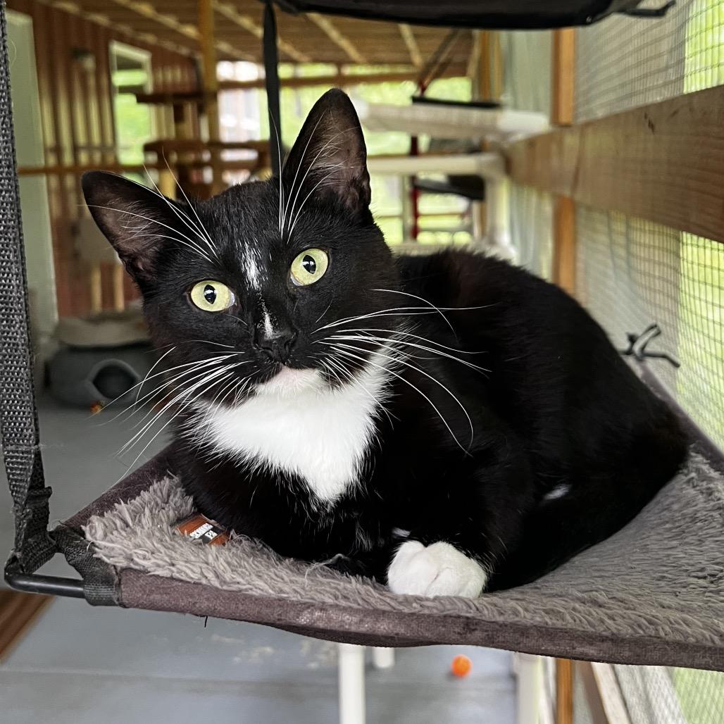 Eogan, a Adoptable Domestic Short Hair in Brighton, MO image 2/6
