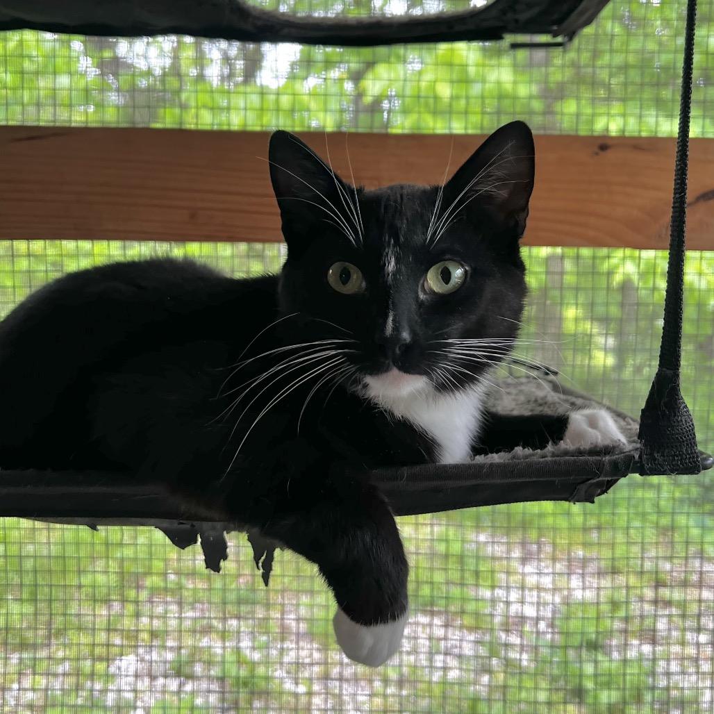 Eogan, a Adoptable Domestic Short Hair in Brighton, MO image 3/6