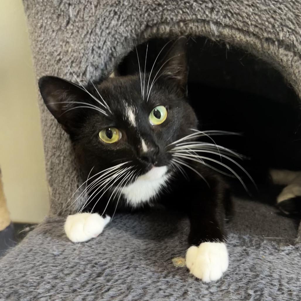 Eogan, a Adoptable Domestic Short Hair in Brighton, MO image 4/6