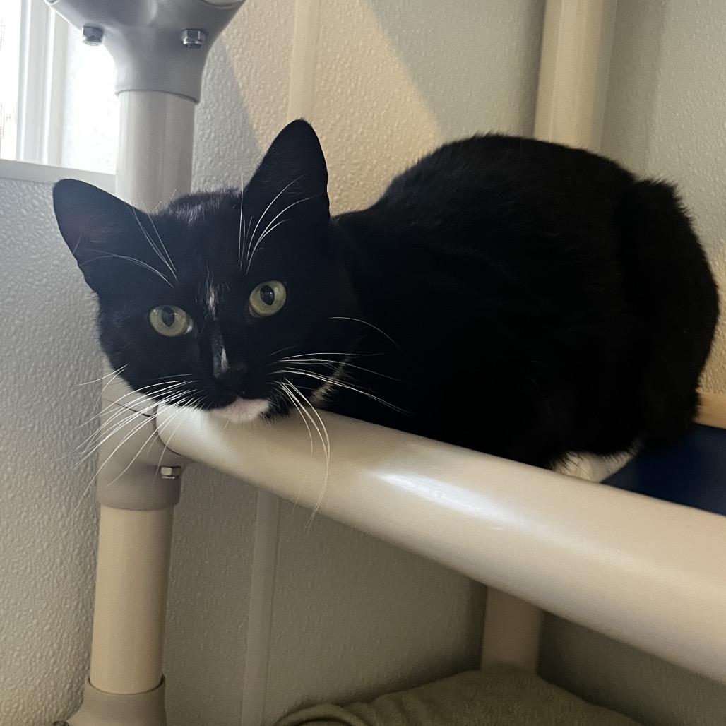 Eogan, a Adoptable Domestic Short Hair in Brighton, MO image 5/6