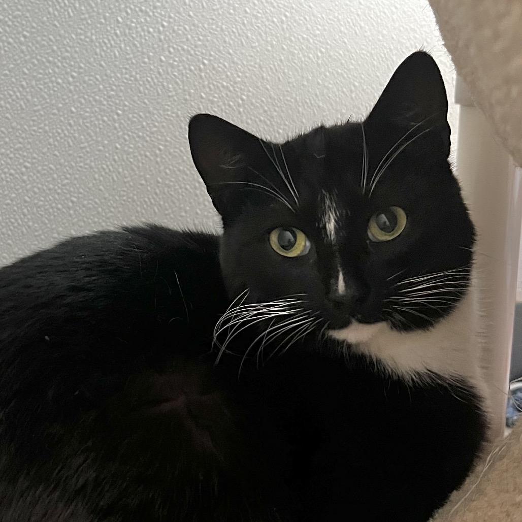 Eogan, a Adoptable Domestic Short Hair in Brighton, MO image 6/6