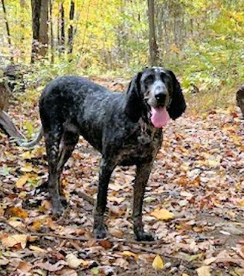 Marlee (PA), Adoptable, Young Female Bluetick Coonhound.
