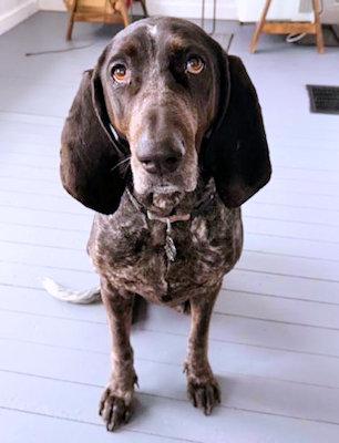 Enlarge Marlee (PA), a Adoptable Bluetick Coonhound in Canton, OH image 3/5