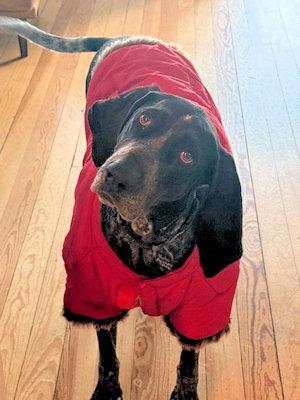 Enlarge Marlee (PA), a Adoptable Bluetick Coonhound in Canton, OH image 4/5