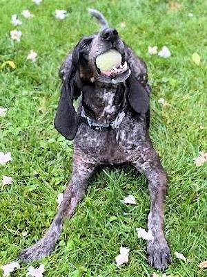 Enlarge Marlee (PA), a Adoptable Bluetick Coonhound in Canton, OH image 5/5