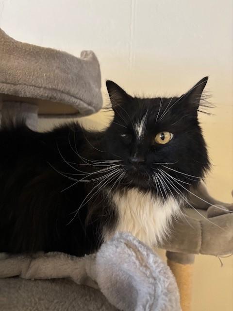 Dobby (bonded with Tippy), a ADOPTABLE Domestic Long Hair in Eagle, CO image 2/4