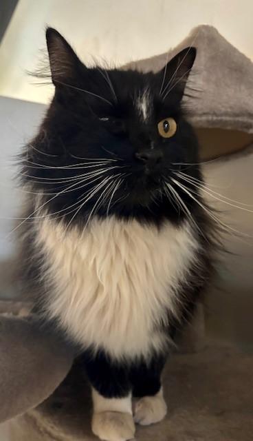 Dobby (bonded with Tippy), ADOPTABLE, Adult Male Domestic Long Hair.