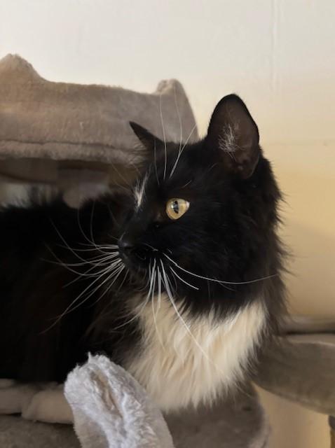 Dobby (bonded with Tippy), a ADOPTABLE Domestic Long Hair in Eagle, CO image 3/4