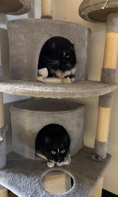 Dobby (bonded with Tippy), a ADOPTABLE Domestic Long Hair in Eagle, CO image 4/4