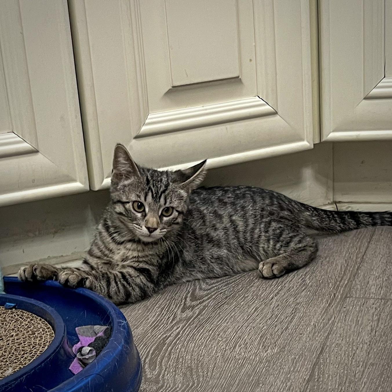 Enlarge Glinda, an adopted Domestic Short Hair in Overland Park, KS image 2/2