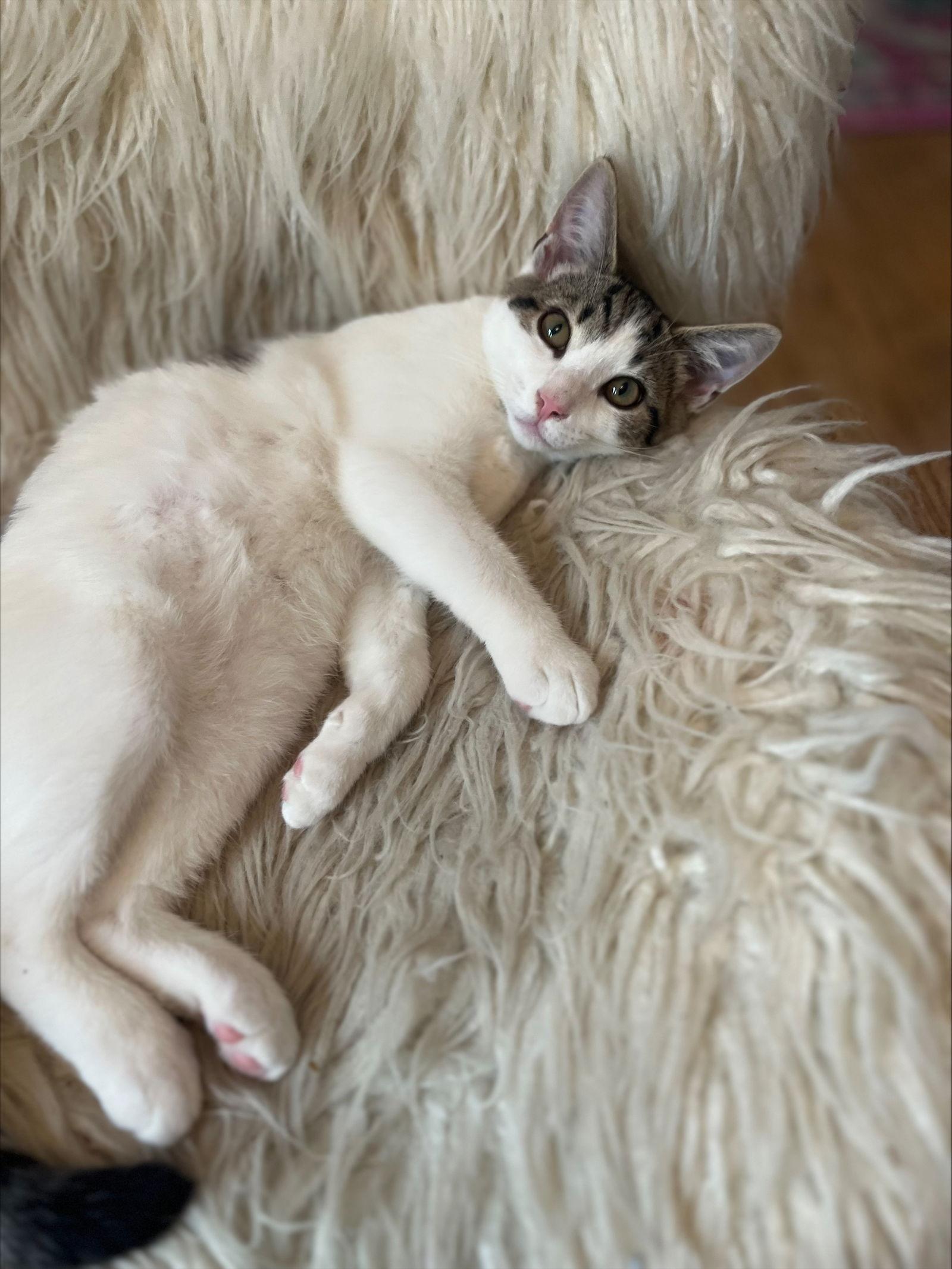 Acorn - KITTEN in foster, Adoptable, Young Male Domestic Short Hair.