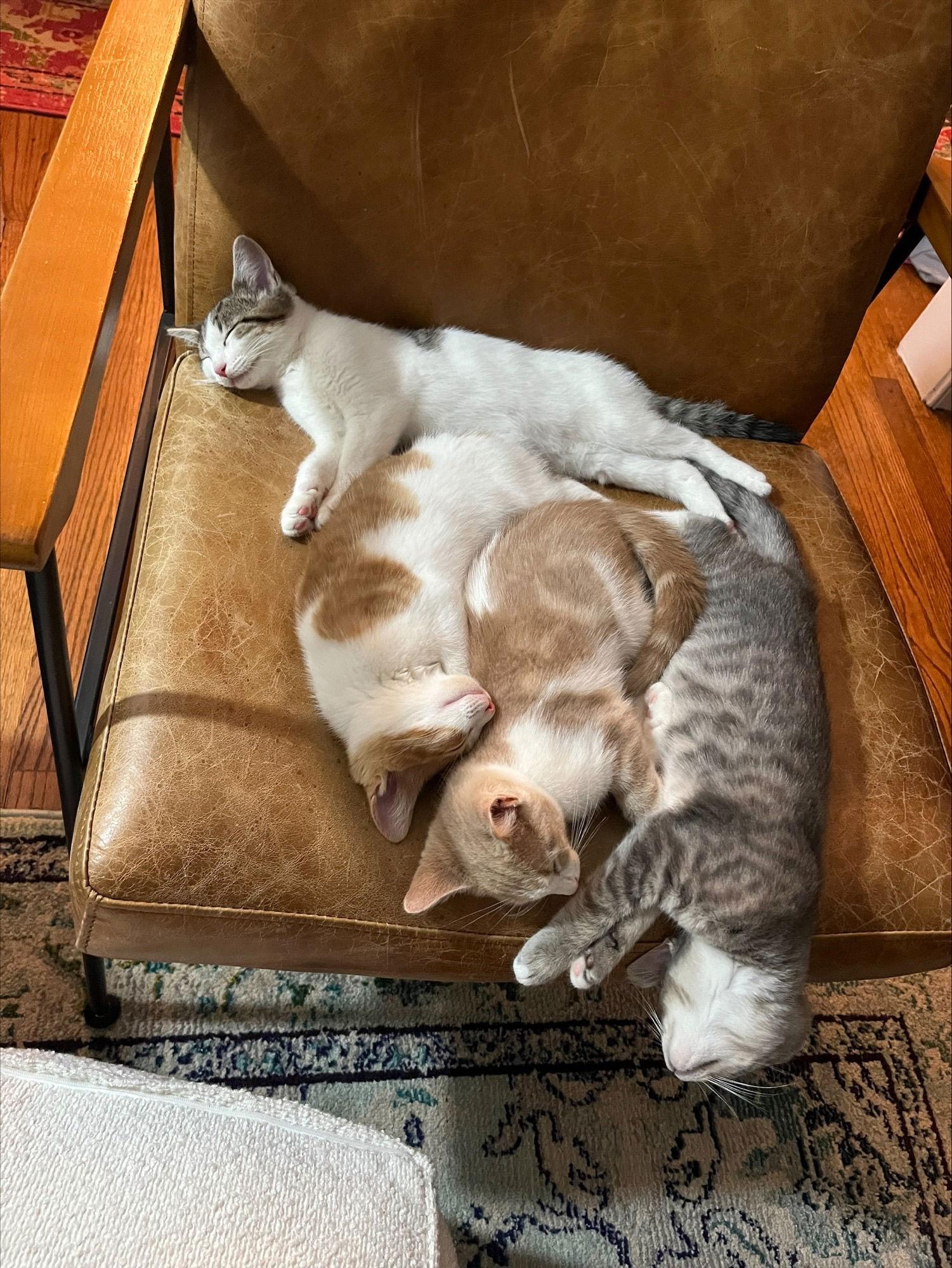 Enlarge Acorn - KITTEN in foster, a Adoptable Domestic Short Hair in Alexandria, VA image 2/3