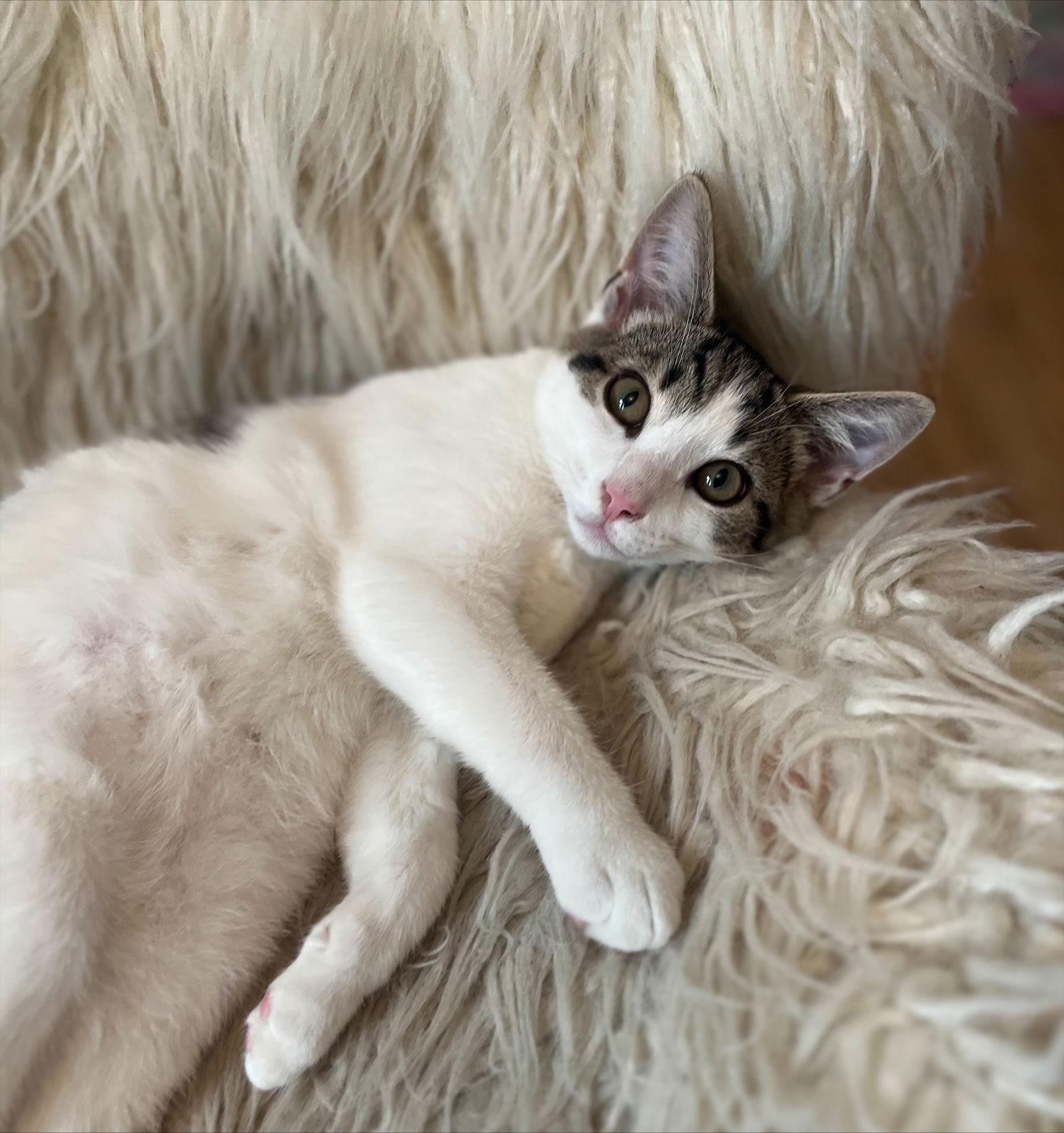 Enlarge Acorn - KITTEN in foster, a Adoptable Domestic Short Hair in Alexandria, VA image 3/3