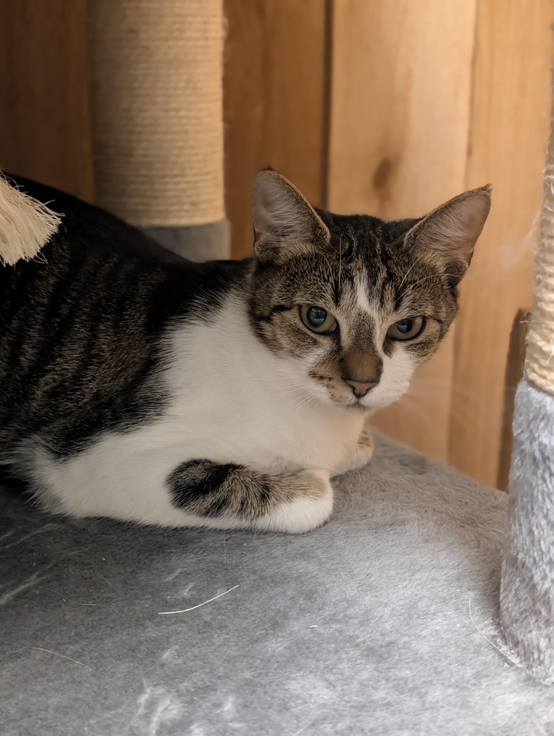 Enlarge Penelope, an adopted Domestic Short Hair in Spokane, WA image 1/1