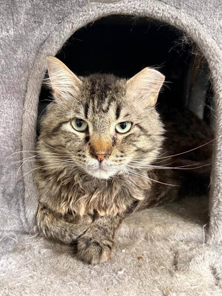 Scruffy, Adoptable, Young Male Domestic Short Hair.