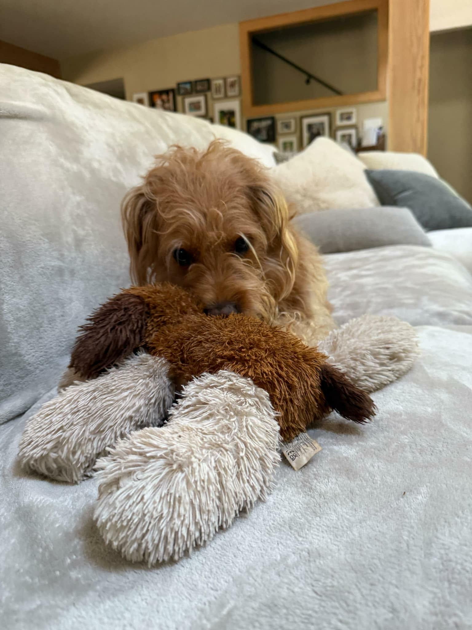 Winnie - M, Adoptable, Adult Male Labrador Retriever & Standard Poodle.